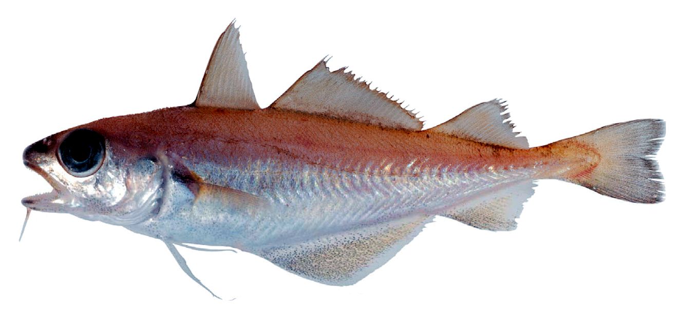 Trisopterus minutus_245245